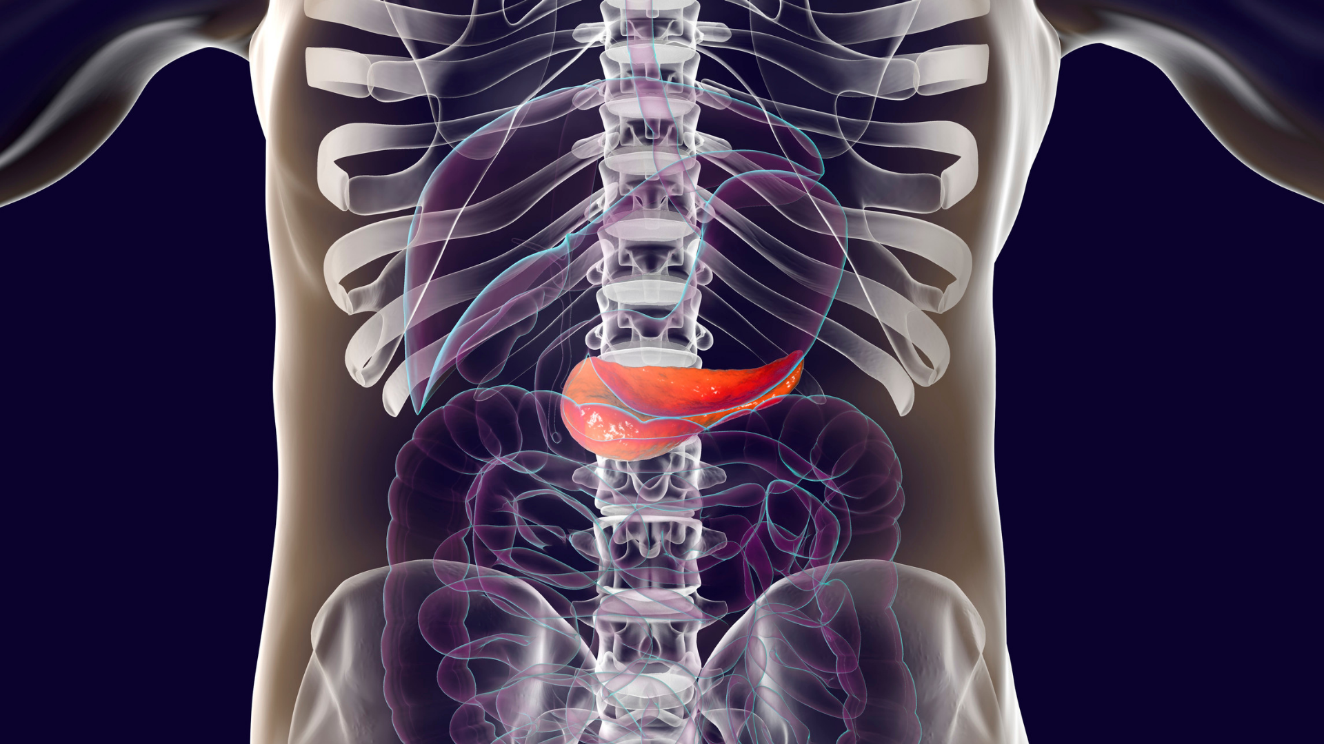 3d render of pancreas